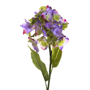 Гортензия фиолетовая (7A16F00017)