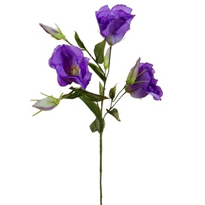Лизиантус фиолетовый (9F27051-1957)